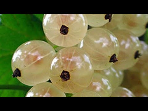 Видео: #смородина #белая #польза #white currant #цветочныймикс О пользе белой смородины.white currant.