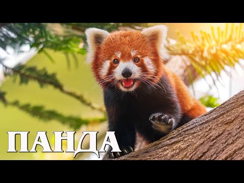 Видео: Красная панда: Милейший дух Гималаев | Интересные факты про красную панду