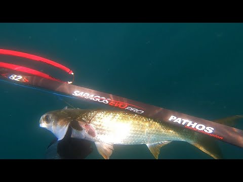 Видео: Подводен риболов с Pathos Saragos EVO PRO