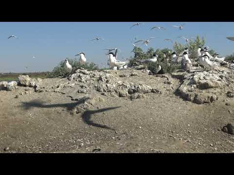 Видео: 2 Колония крачек на пересыпи Тилигульского лимана, 27.06.2019