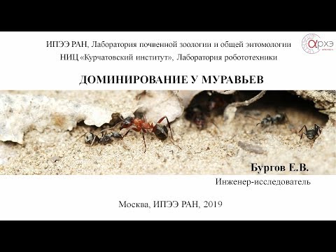 Видео: Доминирование у муравьев | Евгений Вадимович Бургов
