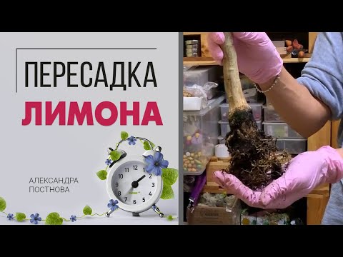 Видео: Пересадка лимона - как правильно пересадить цитрус, не навредив. И как понять- пора пересаживать?