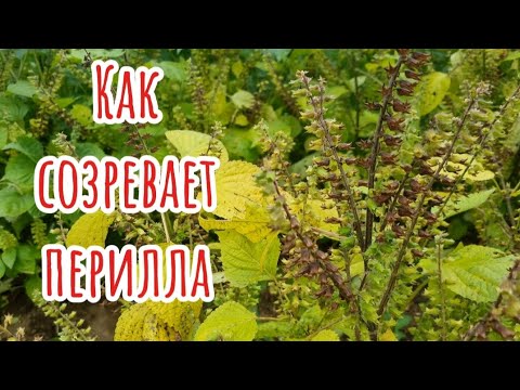 Видео: Как и когда созревает перилла в Корее #жизньвюжнойкорее #жизньвдеревне