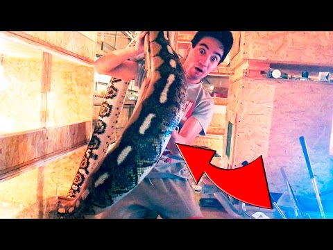 Видео: КОГО СЪЕЛ ПИТОН?! Какую змею я бы не стал брать на руки?