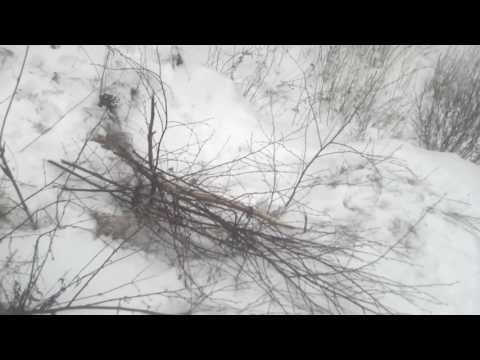 Видео: охота капканами и петлями.