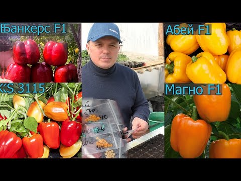 Видео: Посев перца и баклажан - лучше способа ещё не придумали!