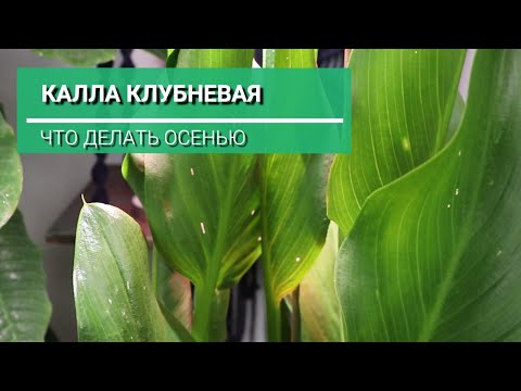 Видео: Калла клубневая осенью (клубневая зантедеския)