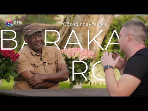 Видео: GFG | Baraka Roses | Кения 2021 |  Кенийские розы