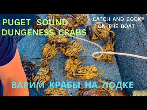 Видео: Камбала / Крабы / Дельфины / Winter Crab Catch and Cook On the Boat