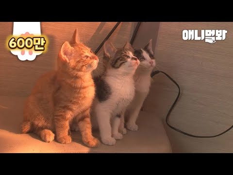 Видео: Мама-кошка пошла в полицейский участок за котятами