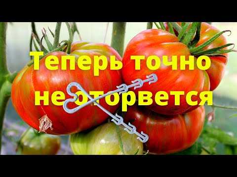 Видео: Два надежных способа подвязки томатов. Тяжелые кисти теперь не оторвутся