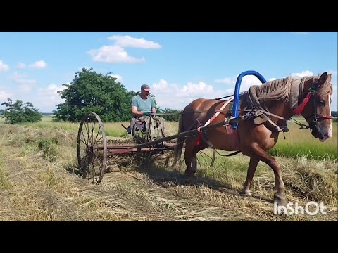 Видео: ЛОШАДИ В РАБОТЕ🐎СГРЕБАЮ СЕНО  КОННЫМИ ГРАБЛЯМИ🐎СЕНОКОС 2024☘️🌾🌿☀️