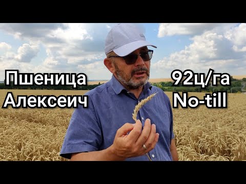 Видео: Системный подход к выращиванию пшеницы Андрея Бедненко