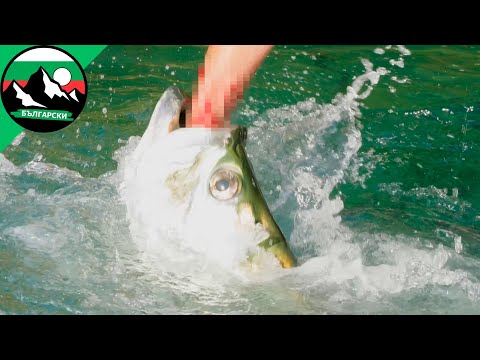 Видео: Изяден жив от гигантски тарпон: Хранене с голи ръце с един от най-смъртоносните хищници в океана!
