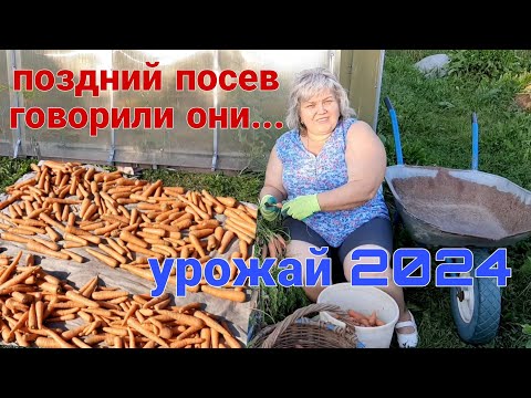 Видео: Огород без хлопот!!! Отличный урожай моркови за три месяца...