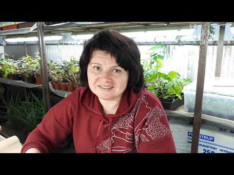 Видео: Покой у растений. Размножение одревесневшими черенками.