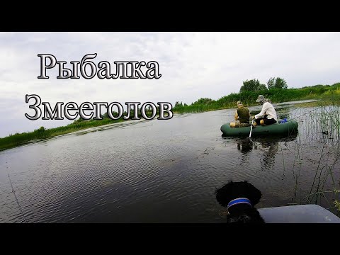 Видео: Рыбалка на змееголова 14.06.2025 г.