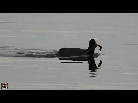 Видео: Птица Лысуха (fulica atra) "водяная курица". Валдай 2024 #валдай #наблюдениезаптицами #лысуха #птицы