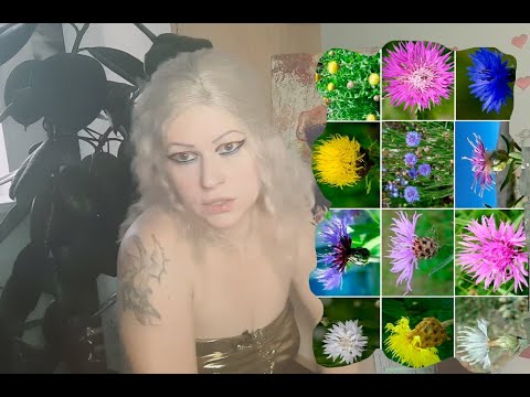 Видео: 💓Василёк  Centauréa💓#ЛЮБИМЫЕ ВАСИЛЬКИ💓 🎧