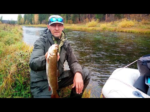 Видео: РЫБАЛКА НА СЕВЕРЕ. РАЗДАЧА!!! ШТУРМУЕМ ПЕРЕКАТЫ!