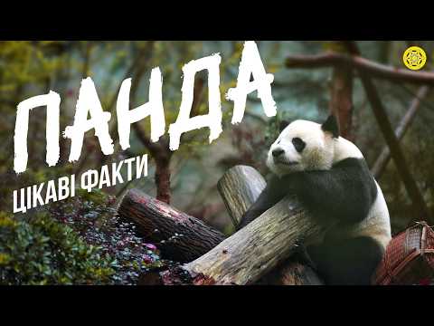 Видео: ПАНДА: Виживають ДИВОМ! | Невже вони СПРАВДІ ТАК ЛЮБЛЯТЬ бамбук? | Цікаві факти
