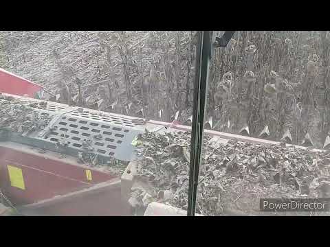 Видео: Акрос 595+.Уборка подсолнечника.Соя.