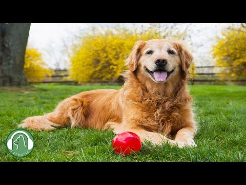 Видео: Расслабляющая музыка для собак🐶Музыка для снятия стресса, Исцеляющая музыка🎵Любимая музыка собаки