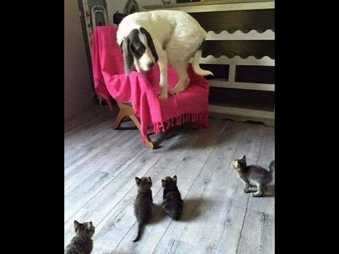 Видео: 😺 Помогите! Нападают! 🐶 Смешное видео с собаками, кошками и котятами! 🐱