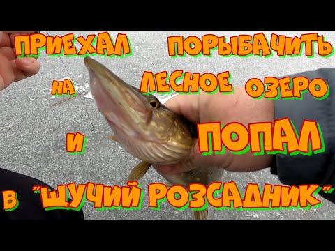 Видео: Ловля ЩУКИ на БАЛАНСИР в ГЛУХОЗИМЬЕ ! Азартная РЫБАЛКА в ЯНВАРЕ .