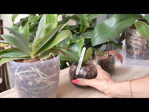 Видео: Орхидеи КАКОЙ У НИХ ПУТЬ. Вторая жизнь орхидей./ ШИКАРНЫЕ корни в Автополиве.