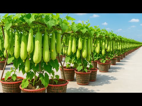 Видео: Выращивайте люффу в пластиковых контейнерах — чтобы превратить крышу в ферму, не нужен сад