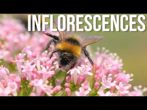 Видео: Тайный мир соцветий: как цветы распускаются в узорах