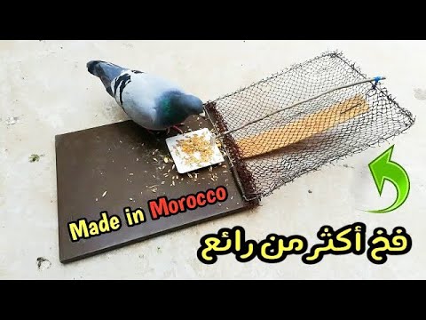 Видео: Как ловить птиц сделать умную ловушку
