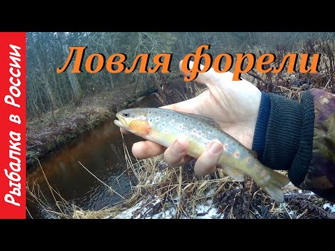 Видео: Ловля форели.  Ручьевая форель.  Малые реки