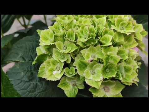 Видео: Крупнолистные гортензии🌿 Пересадка из небольшого горшка ,нормировка ,цветение.Подборка за три года 🌿