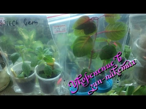 Видео: Укоренение черенков и листов комнатных растений в зип-пакетах