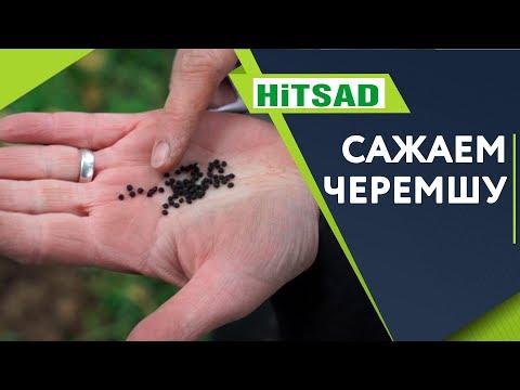 Видео: Как Правильно Посадить ЧЕРЕМШУ  ✔️ Чем Полезна Черемша