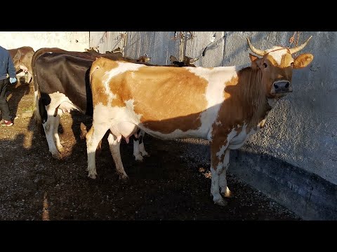 Видео: гови ширте и гусфанд молбозори ленский район 2020