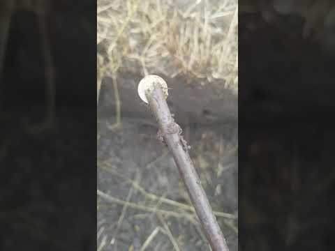 Видео: Голден маск 4 про вд котушка 7"