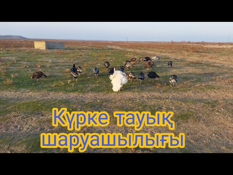 Видео: Күрке тауық шаруашылығы,күрке жаю!