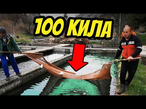 Видео: 100 КИЛА РИБА за 3000лв на р. ИСКЪР в СОФИЯ! Зарибяване с пъстърва на сдружение "Искър-София"