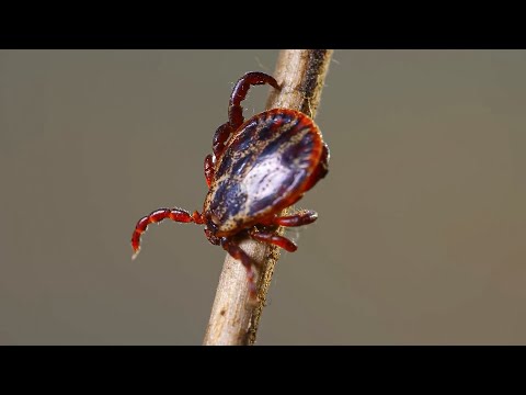 Видео: 10 Мифов о клещах | Когда страхи граничат с абсурдом