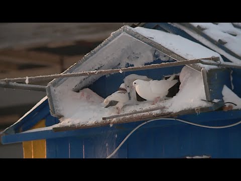 Видео: В Новом Уренгое перенесут частную голубятню, которая мешает строительству транспортной развязки