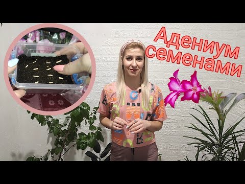 Видео: Адениум. Размножение адениума семенами. Неприхотливый сад
