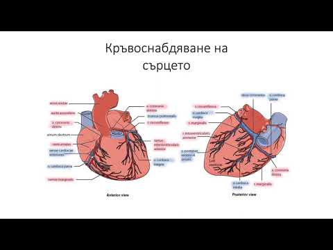Видео: Кръвоснабдяване на сърцето (7:33) ┃teoriyata.com ┃teoriyata.com