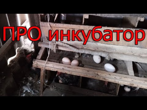 Видео: Можно ли самому сделать инкубатор?