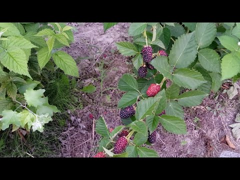 Видео: Ежевика Прайм Арк Фридом