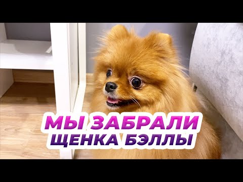 Видео: Щенок шпица Бэллы теперь у нас дома. Шпиц дает отпор маме и бабушке Оливии