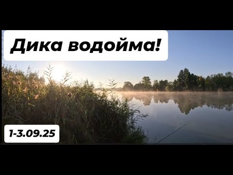 Видео: Риболовля на дикій водоймі в Сумській області с 01-03.09.25 р.
