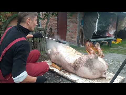 Видео: Вибираю кров перед смалінням і починаю смалити підчеревину.